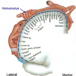 Somatotopic map 